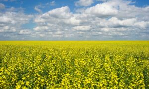 Pakistan seeks Canadian help on canola to cut $5 billion edible oil import bill