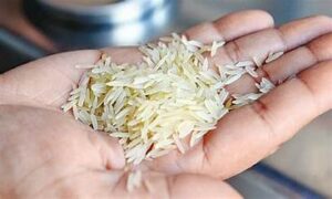 Honglian hybrid rice set to transform Pakistan’s rice production