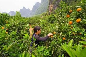 China: Farmers busy with farm work around White Dew