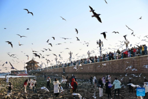 How flutters of great little birds weave together the Asia-Pacific community