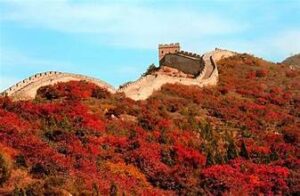 Blooming Chinese roses grace the streets of Beijing in early summer