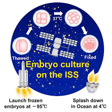Mouse embryo experiment on China’s space station sheds light on life development in space