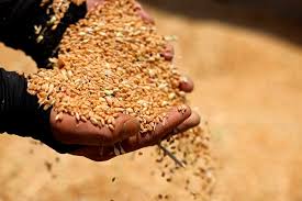 N China’s Cangzhou turns saline-alkali land into productive wheat fields